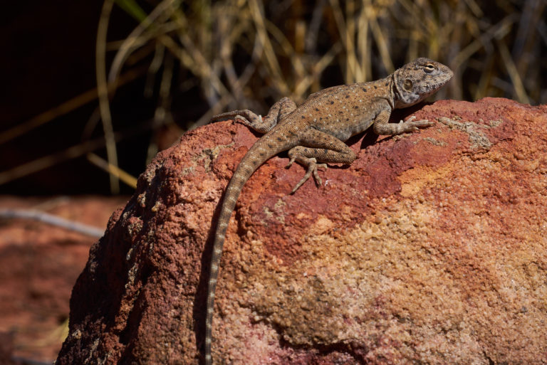 Lizard Lawn Hill