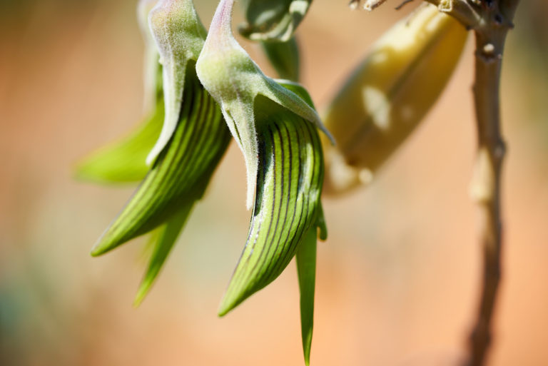 Bird Flower – 8757