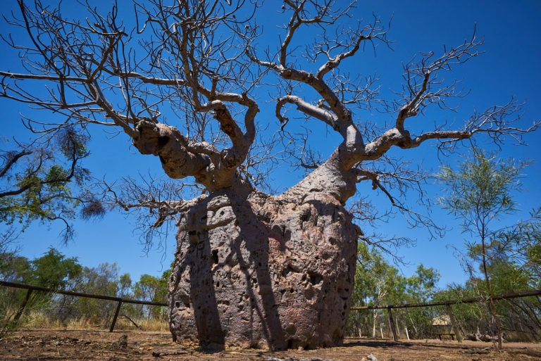 Derby Prison Tree – 8832