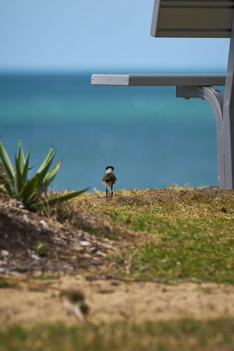BlacksBeachLapwingChick_DSC6068 1